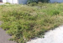 Reclamação da População: Terreno com mato no jardim Bortolato incomoda moradores