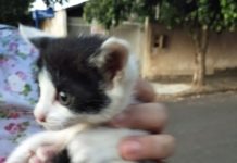 Bombeiros salvam filhote de gato que estava em bueiro no jardim Jussara