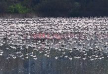 Flamingos criam grupinhos de ‘melhores amigos’ em meio a bando, aponta estudo
