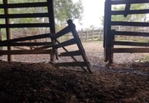 Polícia Civil investiga furto de 25 cabeças de gado em Flórida Paulista