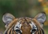 Tigre tem teste positivo para coronavírus em zoológico de Nova York