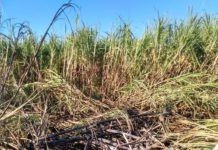 Avião cai em plantação de cana e ocupantes são socorridos com fraturas e queimaduras