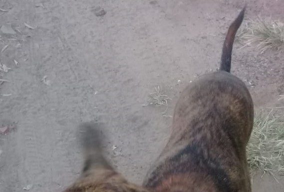 Cachorra desapareceu no bairro Emilio Zanata