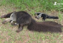 Tamanduá-bandeira mãe e filhote são encontrados mortos ao lado de rodovia