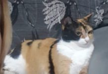 Gata está desaparecida no jardim das Palmeiras III