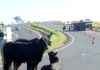 Caminhão carregado com bois tomba na rodovia e animais ficam soltos na pista