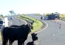 Caminhão carregado com bois tomba na rodovia e animais ficam soltos na pista