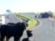 Caminhão carregado com bois tomba na rodovia e animais ficam soltos na pista