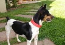 Cachorra desapareceu da região central em Dracena