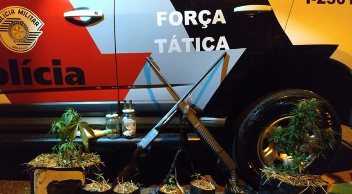 Polícia Militar apreende Drogas, Armas e pés de Maconha em Dracena