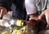OAB denuncia jovens que deram bebida alcoólica a galinha durante festa em Marília