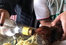 OAB denuncia jovens que deram bebida alcoólica a galinha durante festa em Marília