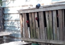 Morador leva multa de R$ 48 mil por maus-tratos a galos em chácara em Dracena