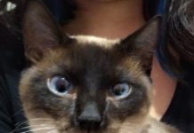 Gata espera pelo dono ou alguém para adoção