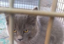 Filhote de Gato foi capturado pelos Bombeiros e está a disposição do dono ou para doação