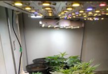 Baep desmancha ‘estufa’ com plantação de maconha e prende homem em Presidente Prudente