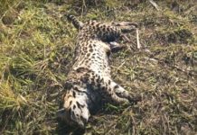 Moradores encontram onça pintada morta por atropelamento na vicinal da Placa 28 em Sagres