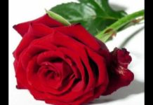 Site JZ faz homenagem inédita para as mães