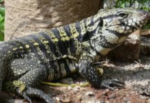 Teiú tem incomodado moradores de região central da cidade