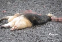 Tamanduá-mirim é atropelado e morre na SP-294