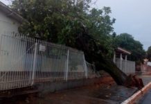 Cidades da região registram queda de árvores e destelhamentos após temporal