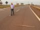 Motorista arrisca a vida na Rondon para salvar cobra