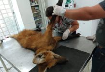Ameaçado de extinção, lobo-guará é resgatado com fraturas expostas nas patas após sofrer atropelamento na Rodovia Raposo Tavares