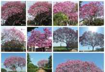 Colorido dos Ipês embelezam ruas, avenidas e área rural de Dracena