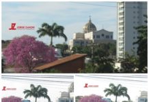 Ipê na rua Edison da Silveira Campos com Igreja Matriz de Dracena ao fundo