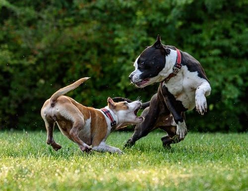 Dois cachorros Pitbull atacam Ciclista em rodovia e duas pessoas acabaram feridas