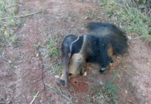 Tamanduá-bandeira é resgatado pela Polícia Ambiental depois de ser atropelado em Nova Guataporanga