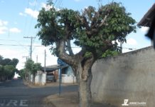 Árvore chama atenção de moradores vizinhos e pessoas que passam pelo local