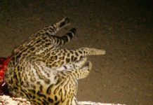 Filhote de Onça Pintada é atropelado e morre na SP-294 em Dracena