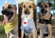 ‘Vida virou um Big Brother’, diz dona do Chico, cão que ganhou a web após destruir quarto