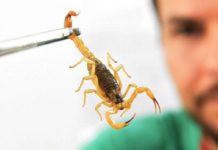 Criança de 1 ano morre após ser picada por escorpião em Parapuã