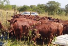 Polícia Civil encontra em assentamento na região de Araçatuba 46 cabeças de gado furtadas de fazenda em Marabá Paulista