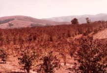 “Geada Negra” completa 45 anos. Foi uma catástrofe econômica para muitas cidades, incluindo Dracena