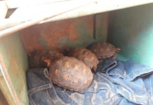 Após denúncia, Polícia Ambiental apreende 17 jabutis e multa homem em R$ 8,5 mil