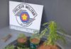Após denúncia, Policia Militar localiza pés de Maconha cultivados em vaso de residência em Pacaembú