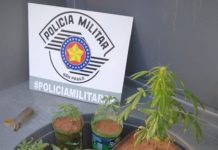 Após denúncia, Policia Militar localiza pés de Maconha cultivados em vaso de residência em Pacaembú