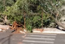 Começa a reforma da Praça da Matriz, para desespero de muitas pessoas, todas as árvores em volta foram cortadas