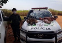 Polícia Ambiental autua homem em R$ 5 mil por matar Veado Mateiro