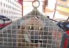 Bombeiros capturam Lobo-guará em Posto de Saúde e Polícia Ambiental devolve à natureza