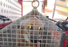 Bombeiros capturam Lobo-guará em Posto de Saúde e Polícia Ambiental devolve à natureza