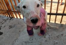 Mulher leva multa de R$ 3 mil por maus-tratos a cachorro da raça bull terrier em Presidente Prudente