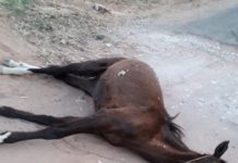Animal amanheceu morto próximo a bairros de Dracena