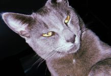 Gato de estimação desapareceu no Bairro Emilio Zanata