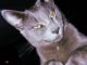 Gato de estimação desapareceu no Bairro Emilio Zanata