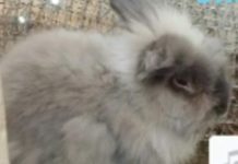 Coelho está desaparecido da região central de Dracena