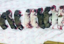 Em cesariana com duas horas de duração, cachorra ‘vira-lata’ dá à luz 16 filhotes em clínica veterinária